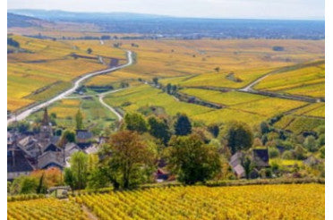 La cuvée du jour : Domaine Pattes Loup Chablis Vent d’Ange 2022 de Thomas Pico