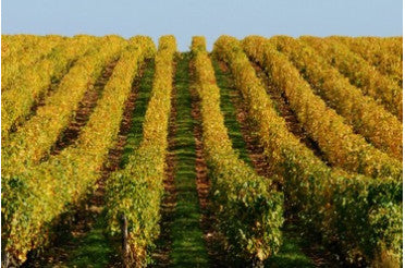 Les Hauts de Husseau 2023 – Un sublime chenin signé la Taille aux loups