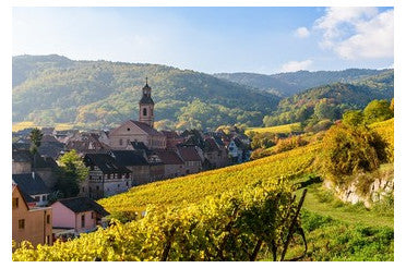 Les principaux cépages d’Alsace : Riesling, Gewurztraminer, Pinot Gris, Sylvaner, Pinot Noir