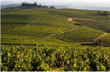 Cuvée du jour : Marcel Lapierre Morgon « MMXXII » 2022 Magnum