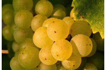 Maison AR Lenoble : Début des Vendanges 2025