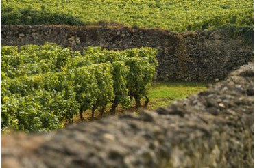 Quels plats avec un Sauternes ? Les meilleurs accords mets & vins avec ce grand liquoreux de Bordeaux