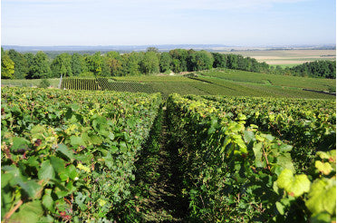 Le cycle de la vigne : comprendre les étapes clés de la vigne au fil des saisons