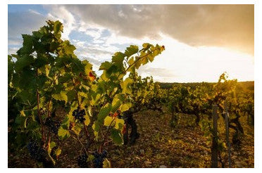 Clos des Papes 2016 : accords mets & vins d’un grand Châteauneuf-du-Pape