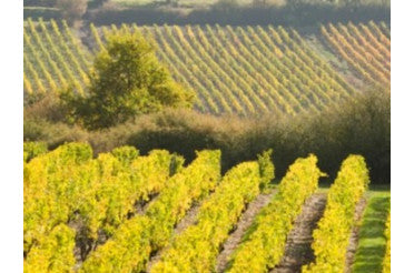Quel plat avec un vin d’Anjou ? Nos meilleurs accords mets & vins