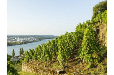 Les principaux cépages de la Vallée du Rhône : Syrah, Grenache, Viognier
