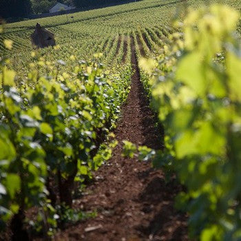 AOC Gevrey-Chambertin