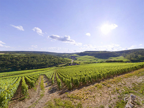 Criots-Bâtard-Montrachet Grand Cru : l’élégance Bourguignonne