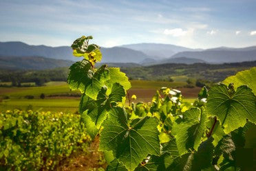 AOC Blanquette de Limoux