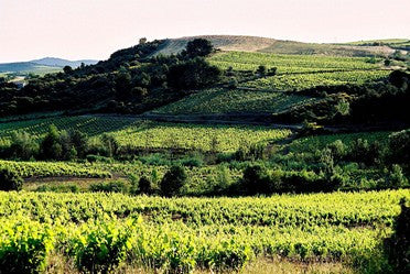 AOC Saint-Chinian – Grands Vins du Languedoc
