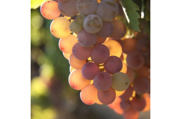 Domaine des Lises - Equis