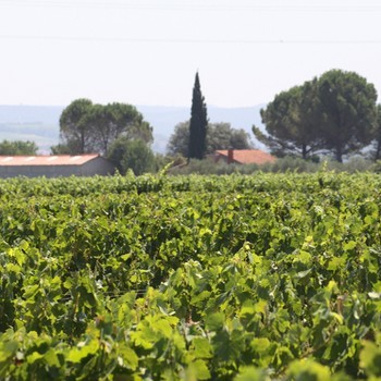 IGP Hérault