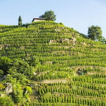 Domaine Laurent Combier