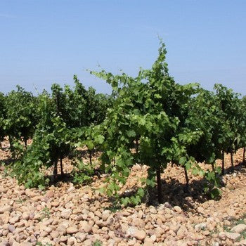 Clos des Papes Paul Avril