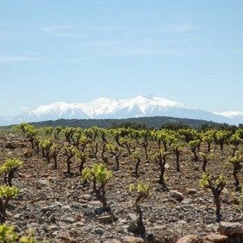 Domaine Bertrand Bergé