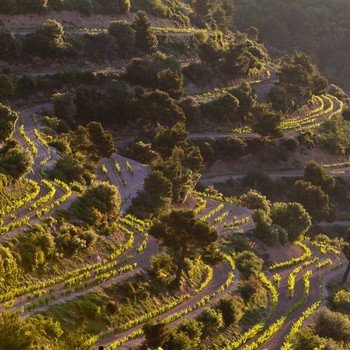 Domaine Brusset