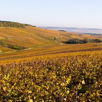 AOC Chablis 1er cru