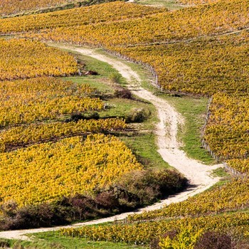 AOC Chablis Grand cru