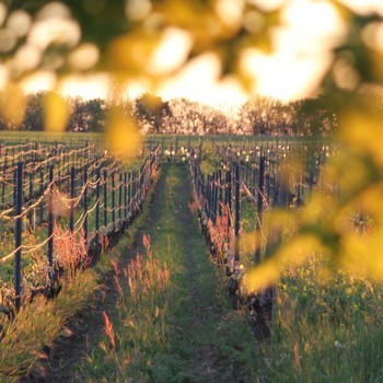 Domaine Rotier