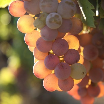Domaine Léon Barral