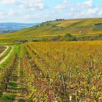 AOC Pouilly Fumé