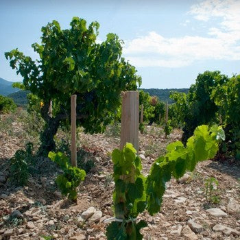AOC Vinsobres