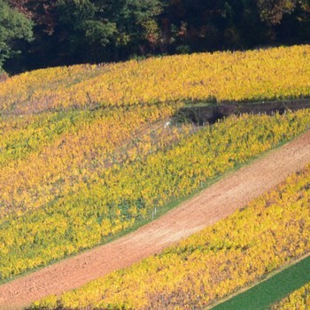 AOC Corton-Charlemagne Grand cru