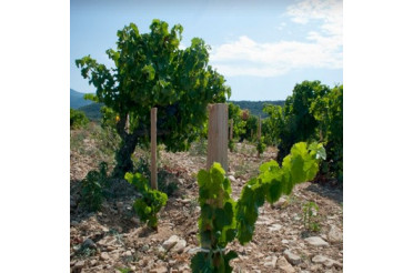 Domaine Gramenon réservation millésime 2023